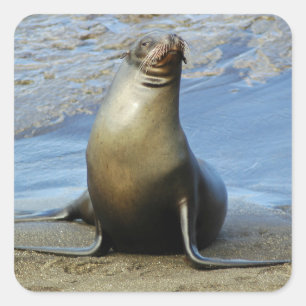 Galapagos Sea Lion Sticker 1