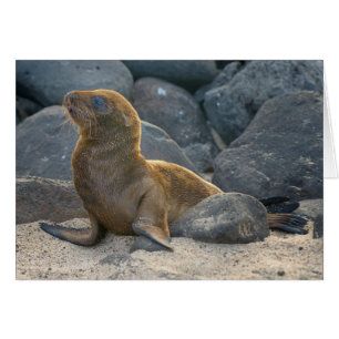 Galapagos-Seelöwe