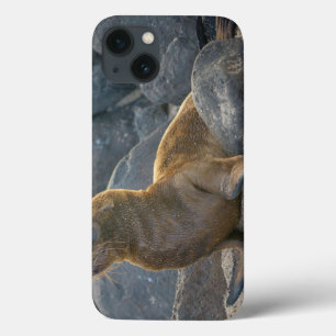 Galapagos-Seelöwe iPhone 13 Hülle