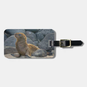 Galapagos-Seelöwe Gepäckanhänger