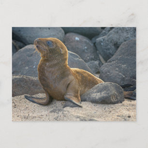 Galapagos-Seelöwe Postkarte