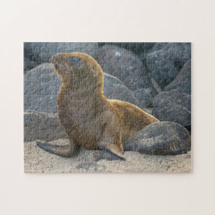 Galapagos-Seelöwe Puzzle