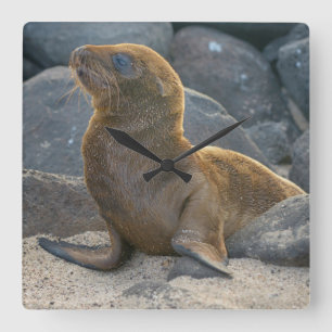 Galapagos-Seelöwe Quadratische Wanduhr