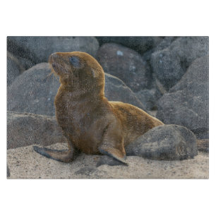 Galapagos-Seelöwe Schneidebrett