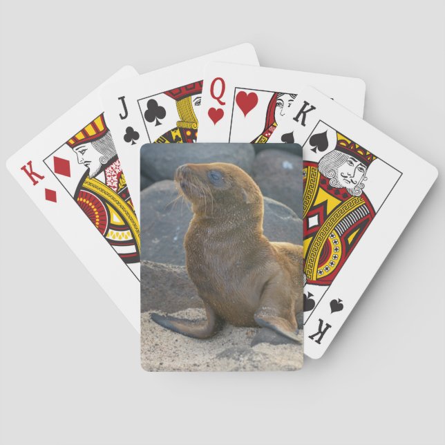 Galapagos-Seelöwe Spielkarten (Rückseite)