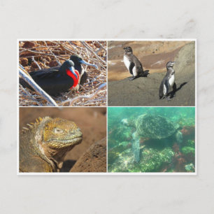 Galapagos-Tier vier Postkarte