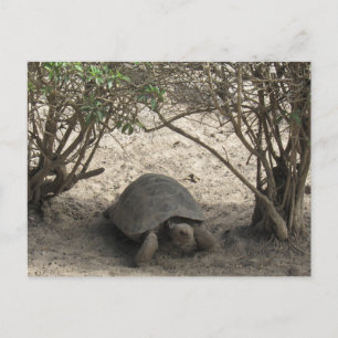 Galápagos-Tortoise-Erholung Postkarte