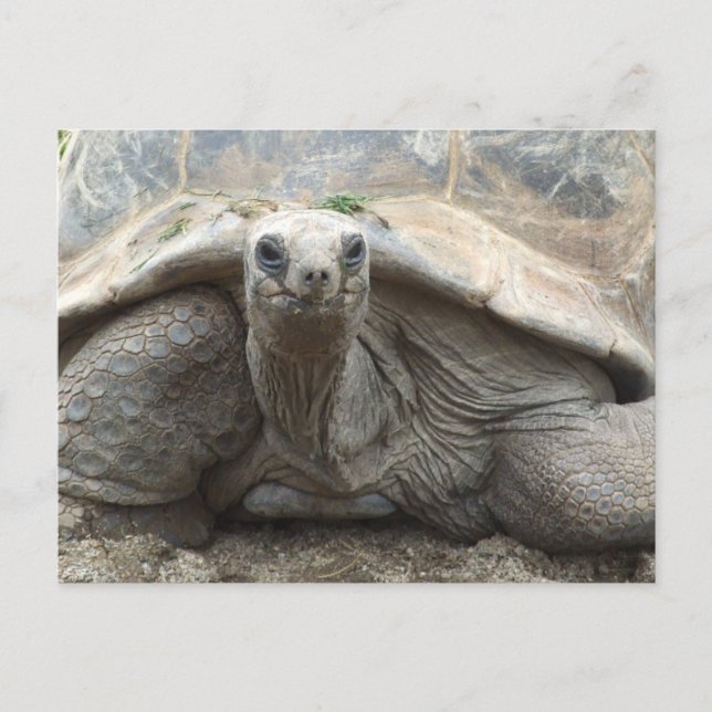 Galapagos Tortoise Postcard Postkarte (Vorderseite)