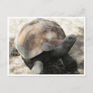 Galápagos-Tortoise Postkarte