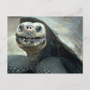 Galapagos Tortoise Postkarte