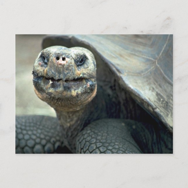 Galapagos Tortoise Postkarte (Vorderseite)