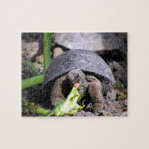 Galapagos-Tortoise Puzzle