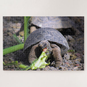 Galapagos-Tortoise Puzzle