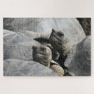 Galapagos-Tortoises Puzzle