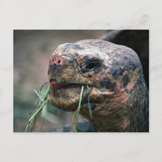 Galapagos Turtle, Galapagos Inseln Postkarte