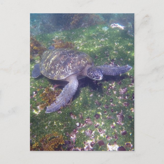 Galapagoschildkröte Postkarte (Vorderseite)