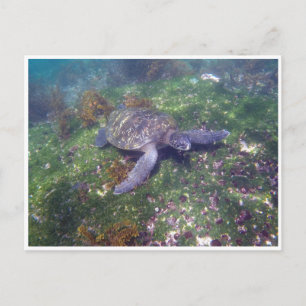 Galapagoschildkröte Postkarte