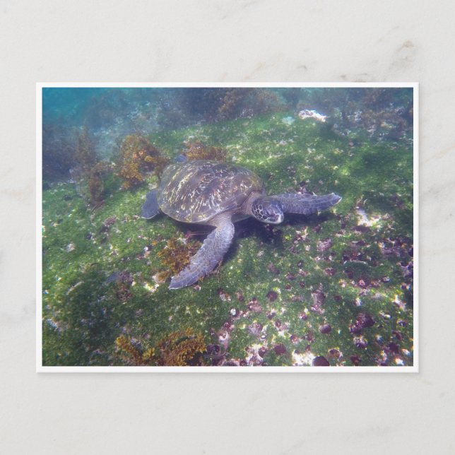 Galapagoschildkröte Postkarte (Vorderseite)