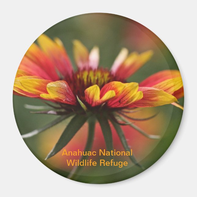 Galardia Magnet (Vorne)