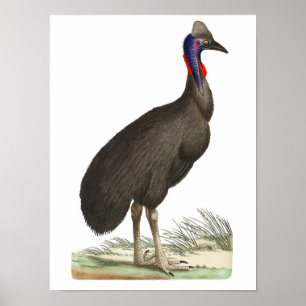 Galeated Cassowary von George Shaw Poster