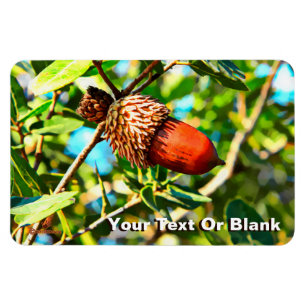 Galilee Acorn Magnet