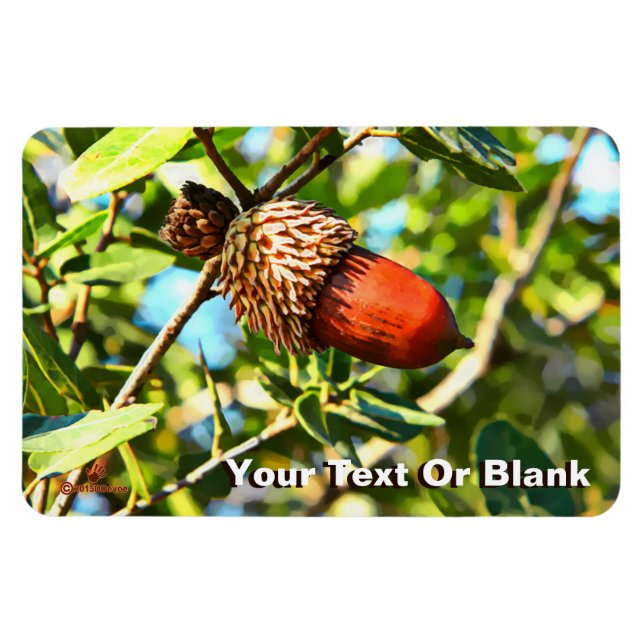 Galilee Acorn Magnet (Horizontal)