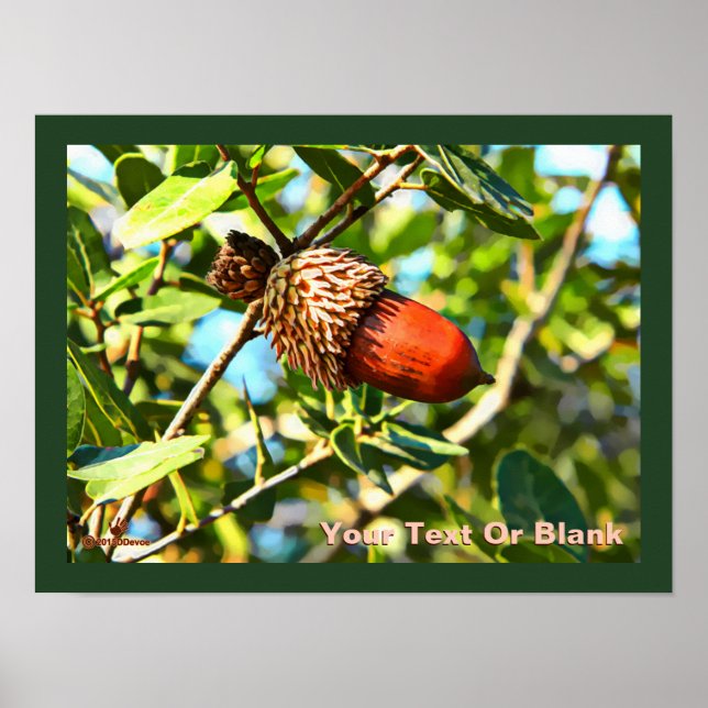 Galilee Acorn Poster (Vorne)