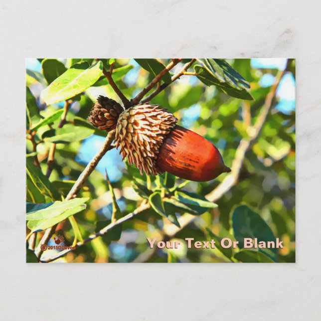 Galilee Acorn Postkarte (Vorderseite)