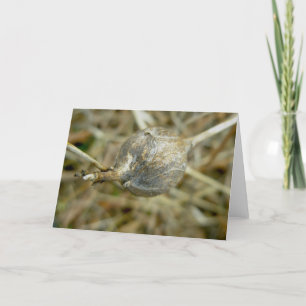 Gall on Dry Queen Anne's Lace Note Card Feiertagskarte