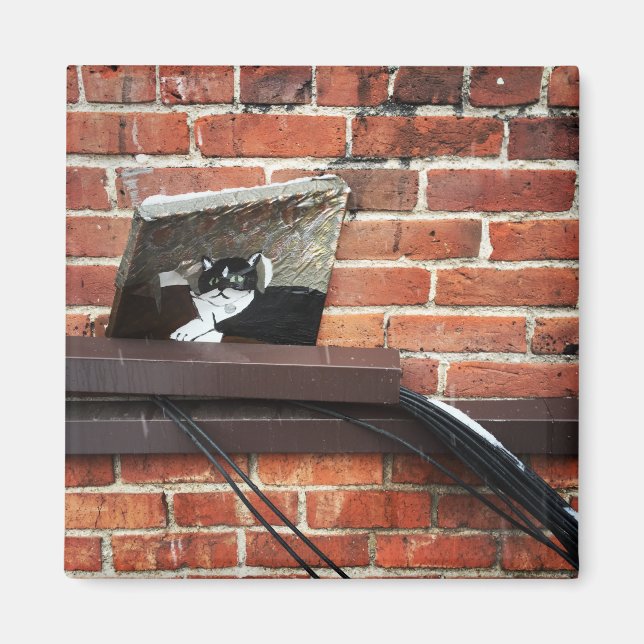 Galleenkatze Magnet (Vorne)
