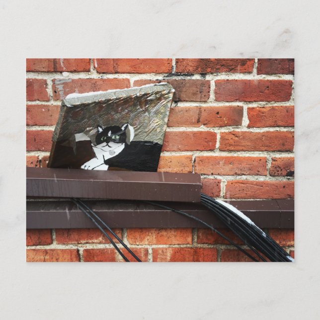Galleenkatze Postkarte (Vorderseite)