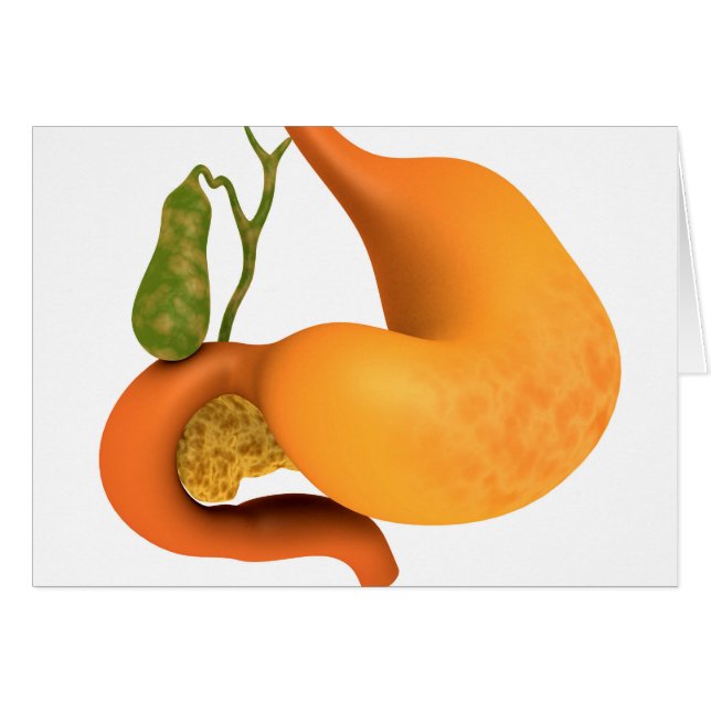 Gallenblase mit Magenschmerzen (Vorderseite (Horizontal))