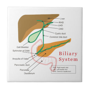 Gallensystems-Diagramm-Diagramm-Gallenweg Fliese