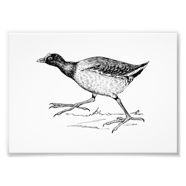 Gallinule Bird Zeichnend Fotodruck (Vorne)