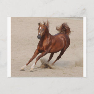 Galloping braunes Kastanienpferd kickt den Sand ho Postkarte