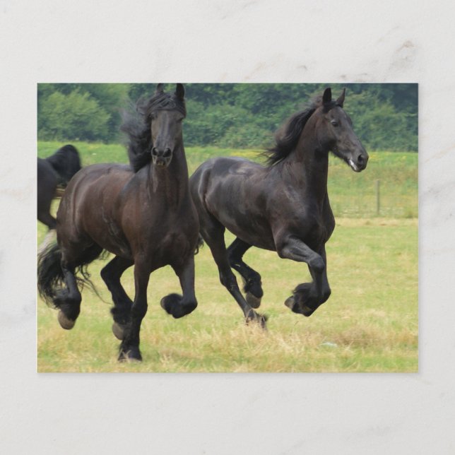 Galloping Friesian Horses Postcard Postkarte (Vorderseite)