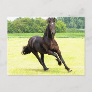 Galloping Horse Postcard Postkarte