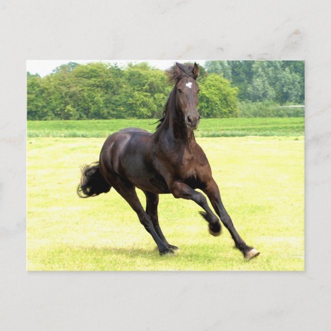 Galloping Horse Postcard Postkarte (Vorderseite)