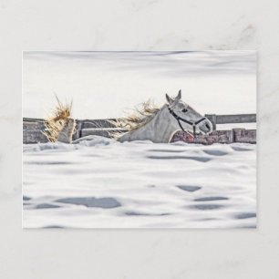 Galloping im Schnee Postkarte