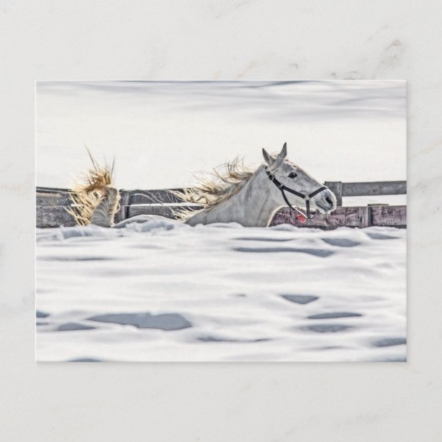 Galloping im Schnee Postkarte (Vorderseite)