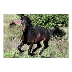 Galloping Kastanienpferd Poster