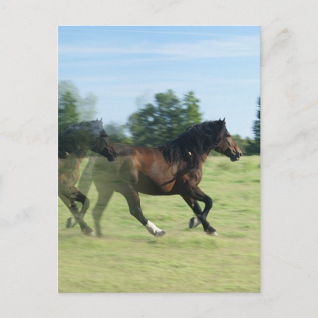 Galloping Mustangs Postcard Postkarte (Vorderseite)