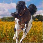 Galloping Paint Horse, Foto-Skulptur Freistehende Fotoskulptur<br><div class="desc">Ein wunderschönes Paint Horse Galopp auf mich,  durch ein Feld von gelben Gängen. — Fotografie ist urheberrechtlich geschützt,  von der Fotografin Christina Spiegeland. Copyright 2014.</div>
