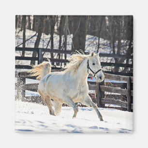 Galloping White Horse Magnet