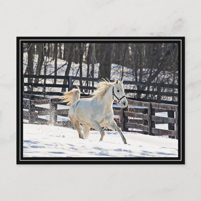 Galloping White Horse Postkarte (Vorderseite)
