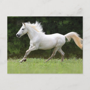 Galloping White Horse Postkarte