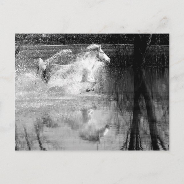 Galloping White Water Horse Postkarte (Vorderseite)
