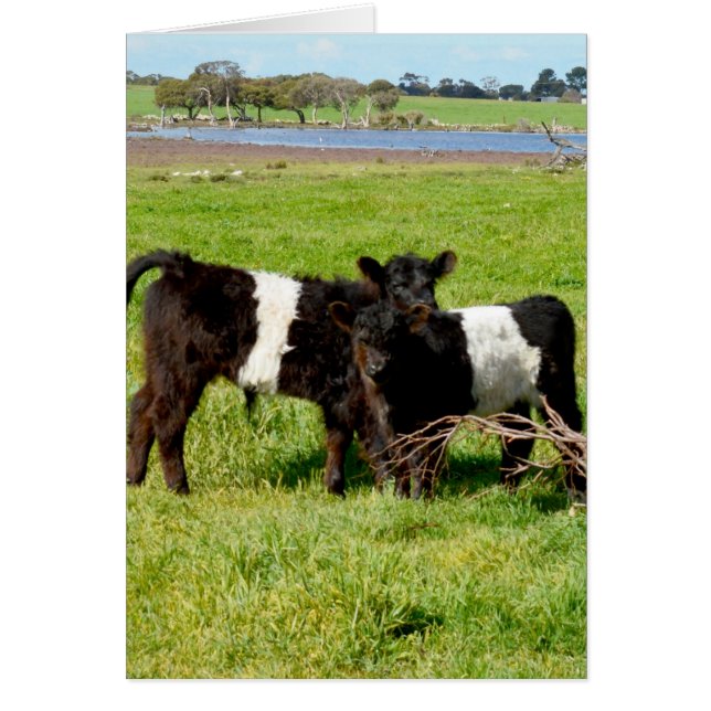 Galloway Baby Calves, (Vorne)