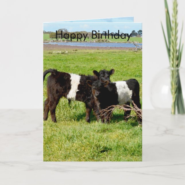 Galloway Baby Calves, Geburtstag Karte (Vorderseite)