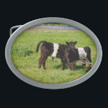 Galloway Calves, Gürtelschnalle<br><div class="desc">Auf den Fotos sehen Sie zwei schwulenförmige Galloway-Kälber im Land</div>